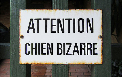 attention chien bizarre