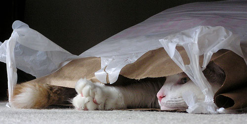 cat in grocery bag ftw
