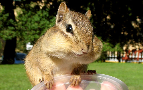 chipmunk cheeks