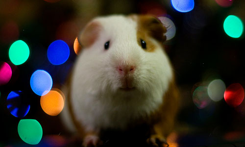 christmas hampster