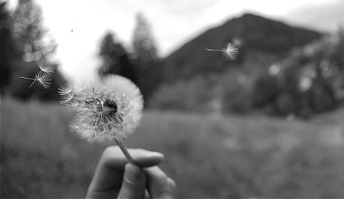 dandelion