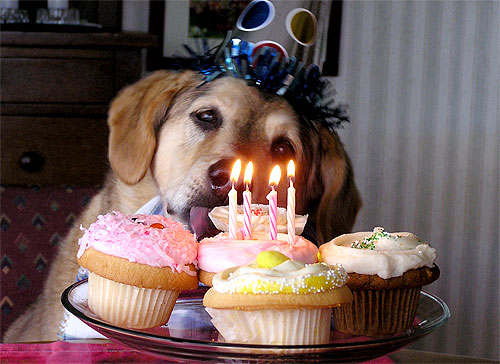 dog cupcakes on birthday