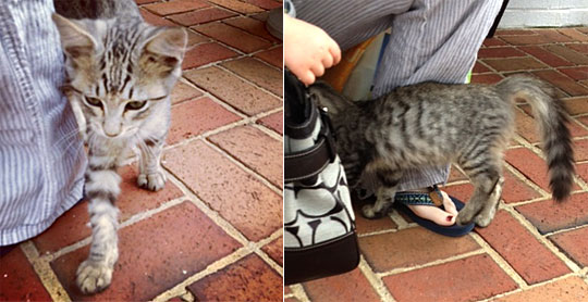 found kitten