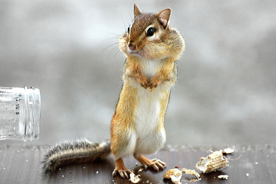 full squirrel mouth