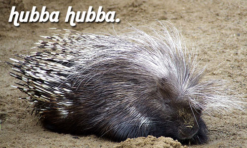 sexy porcupine