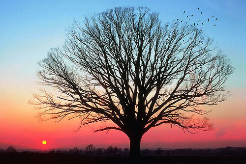awesome sunset tree