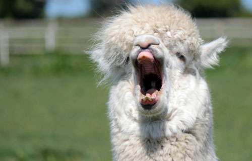 alpaca yawning