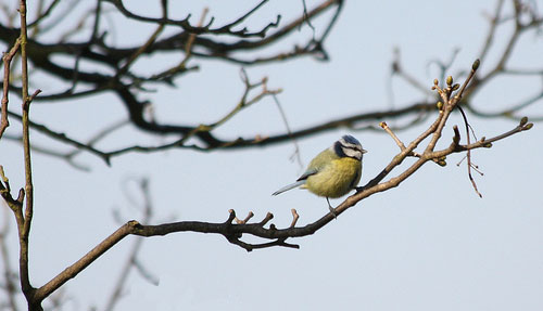 bird watching