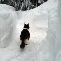 Bob in Snow Maze