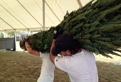 carrying christmas trees