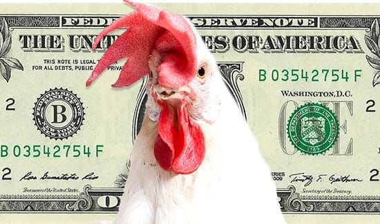 chicken money