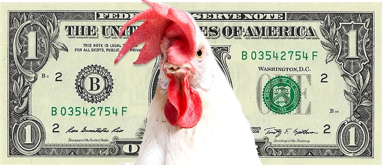 chicken money