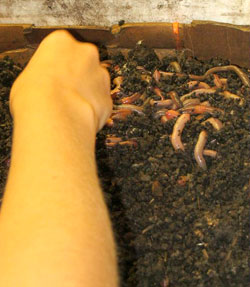 counting worms