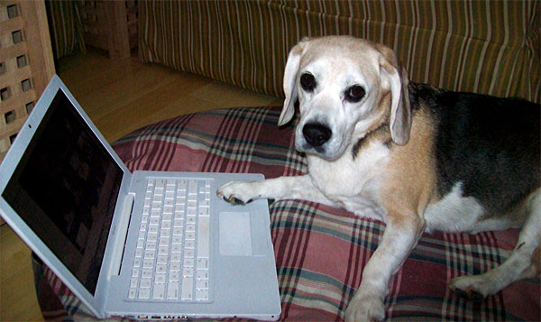 dog working computer
