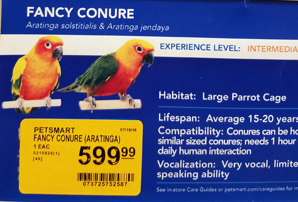 fancy conure bird for sale