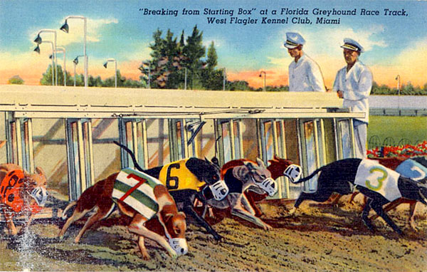 greyhound racing postcard
