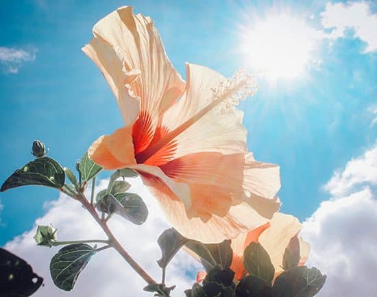 hibiscus sunlight