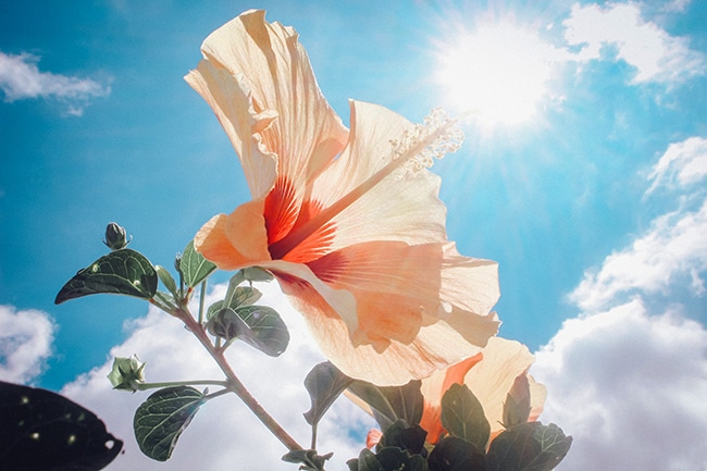 hibiscus sunlight