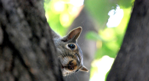 hide and seek squirrel