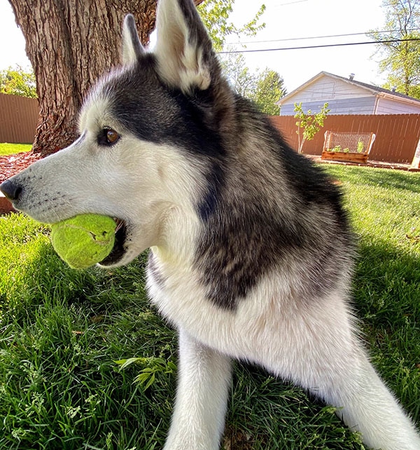 husky dog