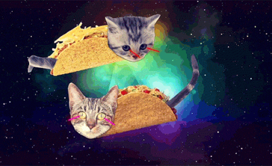 laser cats gif