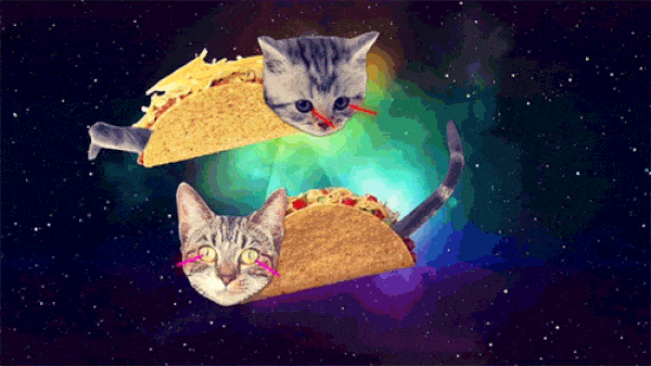 laser cats gif