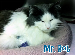Mr. Bob Cat