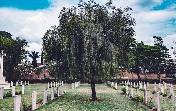 peaceful tree cemetery