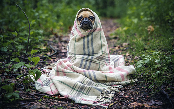 pug in blanket