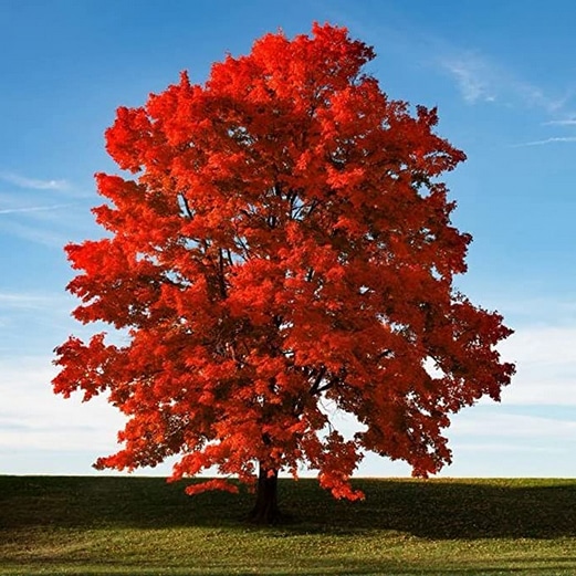 árbol de arce rojo