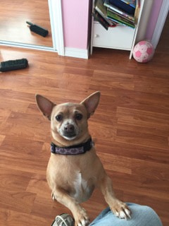 rescue chihuahua