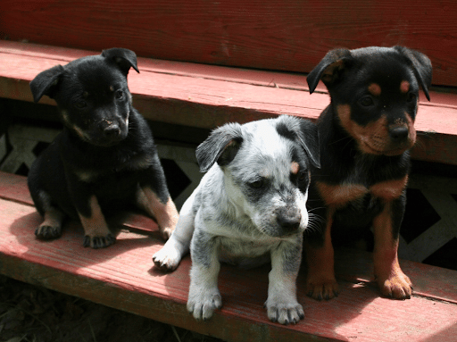 puppies on a step