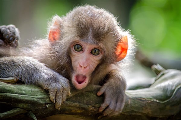 schocked monkey