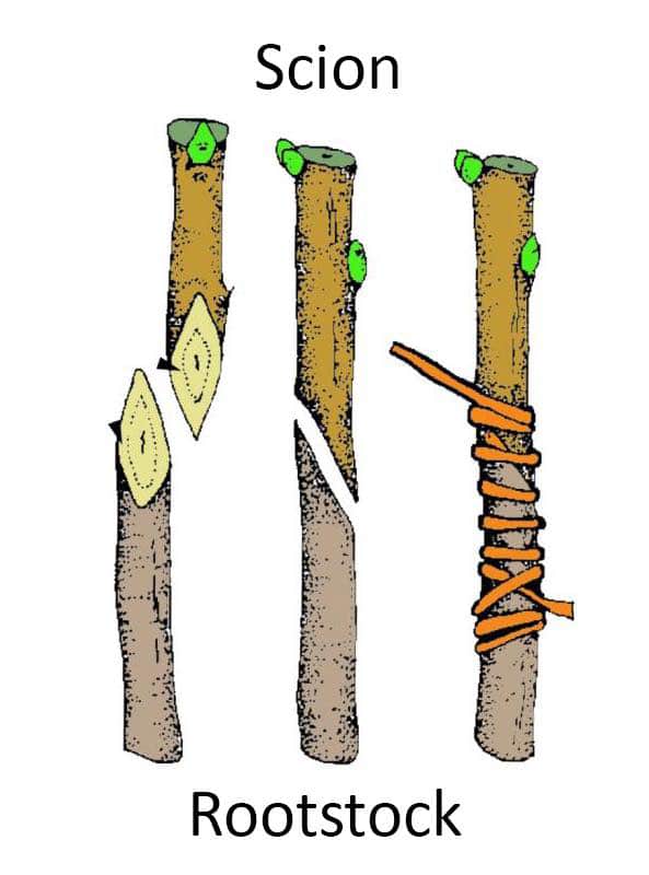 scion rootstock grafting