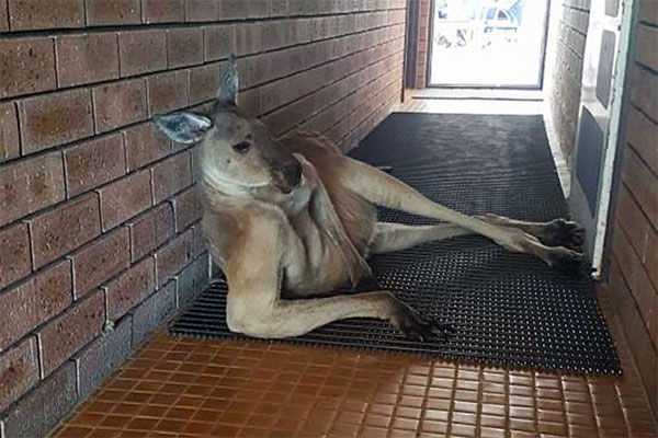 sexy kangaroo pose