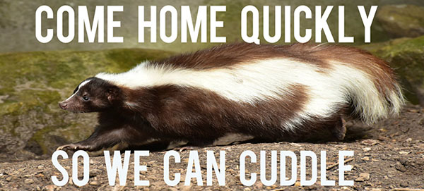 skunk cuddle