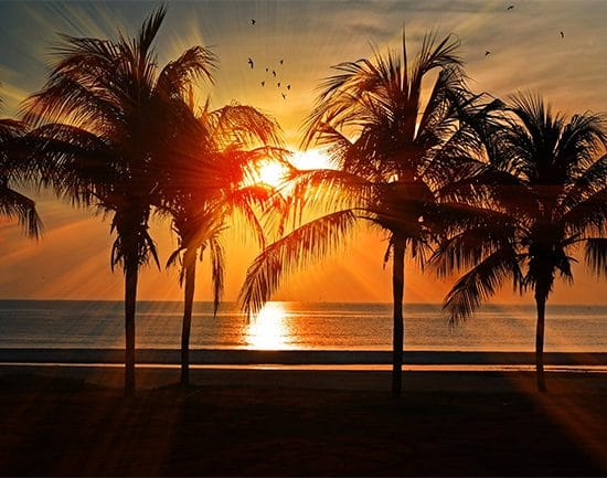 sunrise palm trees